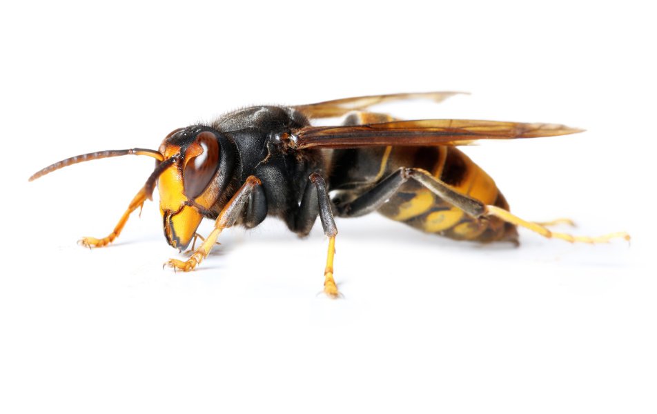 Destruction de nids de guêpes et frelons asiatiques